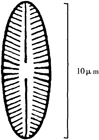 17.高舟形藻